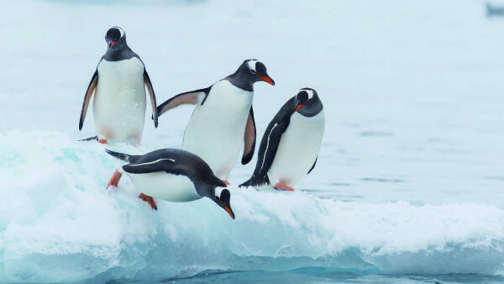 Succesvol innoveren:  breng de pinguïns in beweging