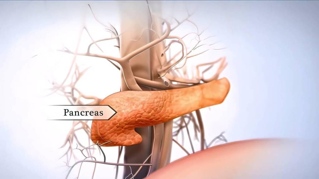 pancreas-