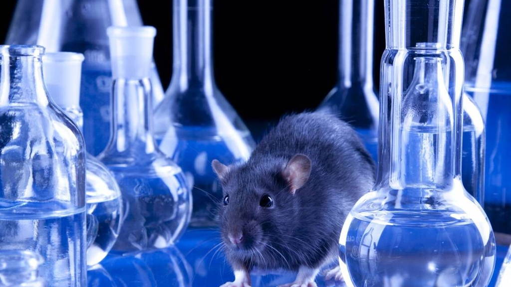 Rat-ratten-laboratorium-test-proeven