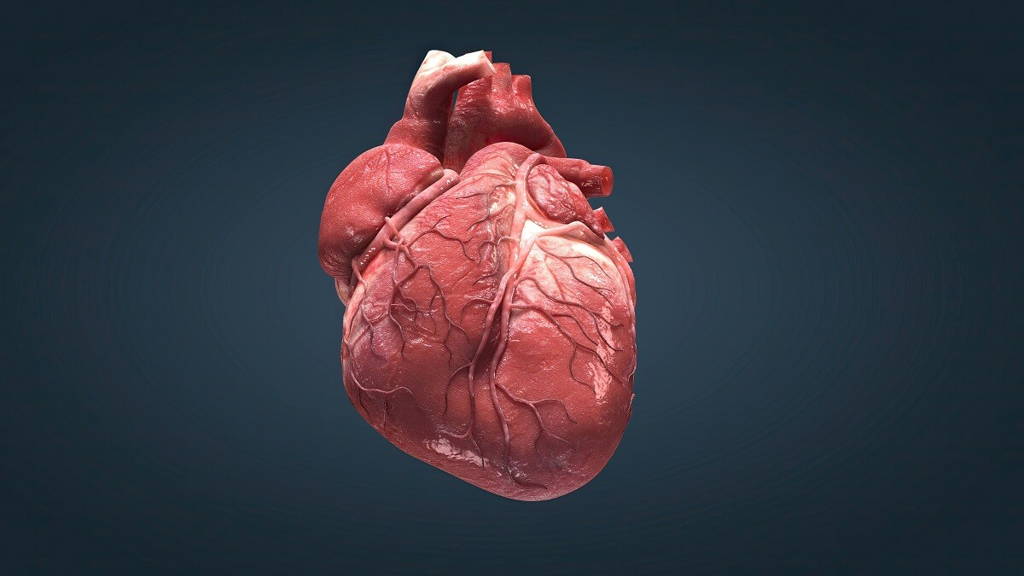 The heart is the most important muscle in your body. There are two sides, the right and left, and four chambers.