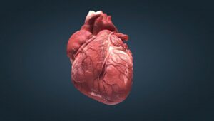 UMC Utrecht ontwikkelt samen met een techbedrijf slimme software, die helpt bij het sneller opsporen van hartaandoeningen.